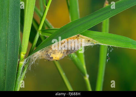 Il bevitore (Philudoria potatoria, Euthrix potatoria), pupa in un bozzolo in corrispondenza di una lama di erba, Germania Foto Stock