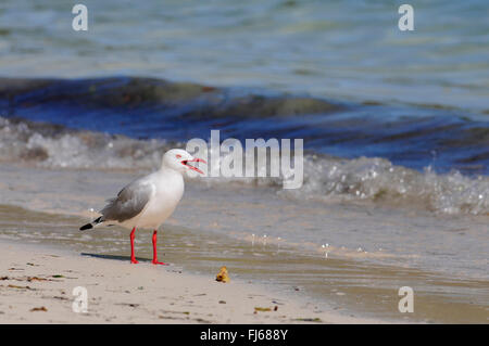 Gabbiano argento (Larus novaehollandiae), chiamando gabbiano al litorale, Nuova Caledonia, ╬le des Pins Foto Stock