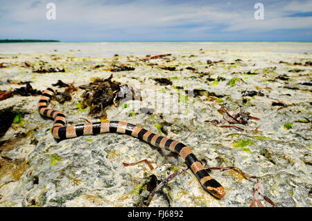 Nastrare giallo-mare a labbro krait, nastrati giallo-mare a labbro snake, nastrati mare snake (Laticauda colubrina), mare snake al seascape, Nuova Caledonia, Ile des Pins Foto Stock