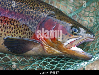 La trota arcobaleno (Oncorhynchus mykiss, Salmo gairdnerii), trote appena pescate, testa, vista laterale, Germania Foto Stock