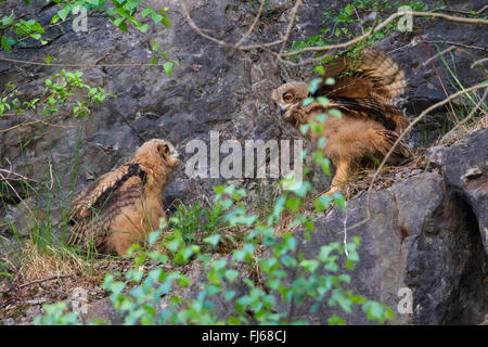 Nord del gufo reale (Bubo bubo), due giovani uccelli a una roccia, in Germania, in Renania settentrionale-Vestfalia Foto Stock