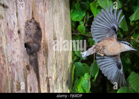 Eurasian picchio muratore (Sitta europaea), tenendo fuori dalla grotta di allevamento, ingresso è stata fatta mediante l'uccello più piccolo con argilla, in Germania, in Renania settentrionale-Vestfalia Foto Stock