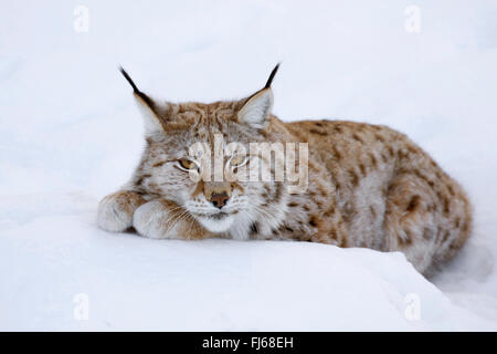 Nord (Lynx Lynx Lynx lynx), che giace nella neve, Svezia, Orsa Finnmark Foto Stock