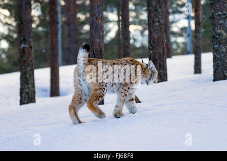 Nord (Lynx Lynx Lynx lynx), camminando in una foresta attraverso la neve, Svezia, Orsa Finnmark Foto Stock