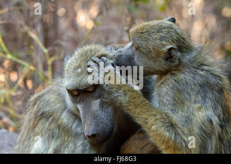 Chacma babbuino, anubius babbuino, oliva babbuino (Papio ursinus, Papio cynocephalus ursinus), due babbons delousing, Zambia Foto Stock