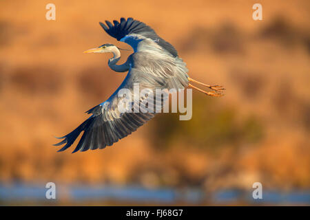 Airone cinerino (Ardea cinerea), volare, vista laterale, Sud Africa, nord ovest della provincia, il Parco Nazionale di Pilanesberg Foto Stock