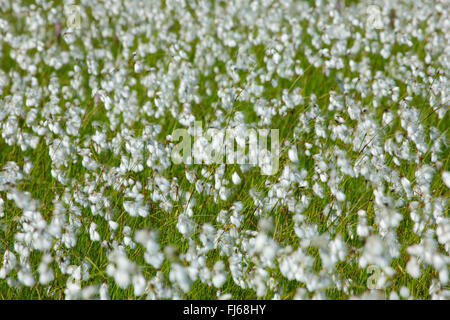 Cotone-erba (Eriophorum spec.), la fruttificazione, Svizzera, San Gallo Foto Stock