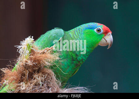 Verde-cheeked amazon (Amazona viridigenalis), con pannocchia Foto Stock