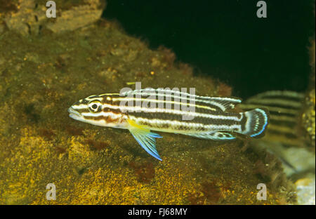Condannare julie, Regan's Julie (Julidochromis regani), nuoto Foto Stock