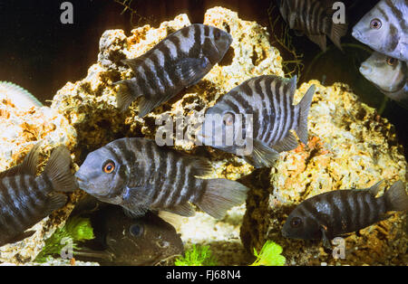 Zebra cichlid, Convict Cichlid (Archocentrus nigrofasciatus, Amatitlania nigrofasciata, Archocentrus nigrofasciatus, Cichlasoma nigrofasciatum, Cryptoheros nigrofasciatum), scuola Foto Stock