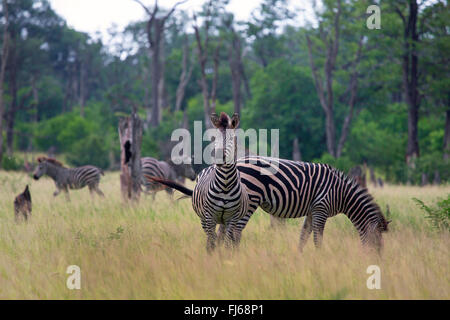 La Burchell zebra, zebra, comune zebra (Equus quagga burchelli, Equus burchelli), la mandria di zebre di pascolare su erba alta, Sud Africa Foto Stock