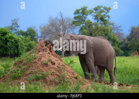 Elefante africano (Loxodonta africana), mucca elefante a un termite Hill, Sud Africa Foto Stock