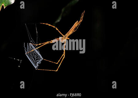 Orco-di fronte ragni (Deinopidae, Dinopidae), orco-di fronte spider in Nuova Caledonia, Nuova Caledonia, Ile des Pins Foto Stock