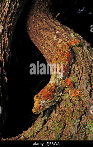 Bavay Gigante, Gecko mossy nuovo Caledonian gecko, corto-snouted nuovo Caledonian gecko, Bavay gigante, gecko prensili di muschio-tailed gecko (Rhacodactylus chahoua, Mniarogekko chahoua), perfettamente mimetizzati Bavay gigante del geco si siede su un tronco di albero testa prima, Nuova Caledonia, Ile des Pins Foto Stock