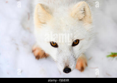 Volpe Artica, volpe polare (Alopex lagopus, Vulpes lagopus), ritratto nella neve, inverno pelage, Svezia, Orsa Finnmark Foto Stock