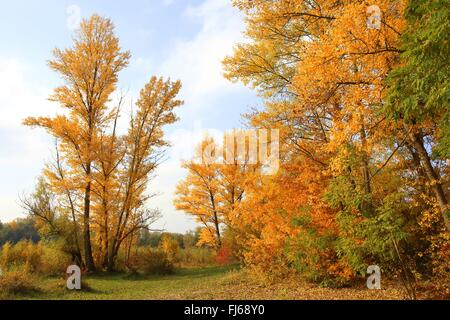 Aspen, Pioppo (Populus spec.), foodplain foresta in collezione autunno al fiume Reno, GERMANIA Baden-Wuerttemberg, Mannheim Foto Stock