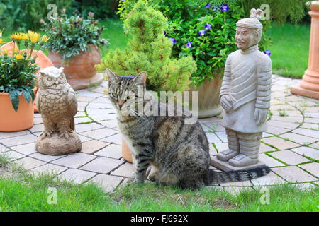 Il gatto domestico, il gatto di casa (Felis silvestris f. catus), si trova nella parte anteriore del giardino decorazione, Germania Foto Stock