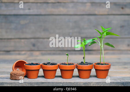 Peperoncino, paprica (Capsicum annuum), la coltivazione di piante di paprika, settimanale stadi evolutivi, Germania Foto Stock