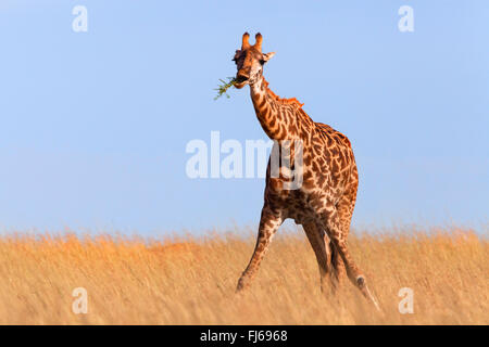 Masai giraffe (Giraffa camelopardalis tippelskirchi), il pascolo, Kenia Masai Mara National Park Foto Stock