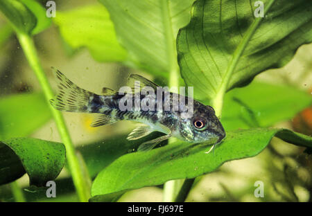 Blue leopard corydoras, chiazzato corydoras, pepati catfish (Corydoras paleatus), nuoto Foto Stock