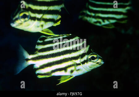Stripey (Microcanthus strigatus, Chaetodon strigatus, Micrognathus strigatus), tre stripeys Foto Stock