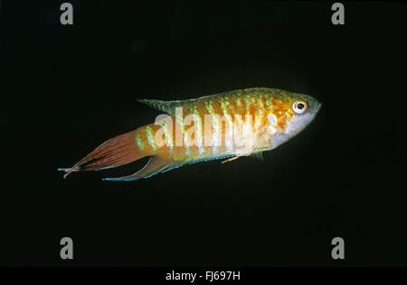Paradise pesce, paradisefish, paradiso gourami (Macropodus opercularis), nuoto Foto Stock