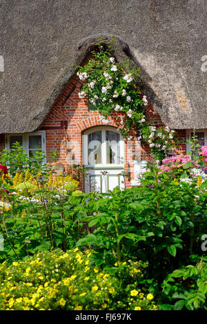 Albero di rose alla porta del tetto di paglia casa in un colorato giardino fiorito , Germania, Schleswig-Holstein, Frisia settentrionale, Sankt Peter-Ording Foto Stock