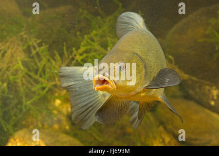 Tinca (Tinca tinca), spawner, vista frontale, Germania Foto Stock