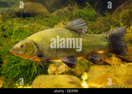 Tinca (Tinca tinca), spawner, vista laterale, Germania Foto Stock