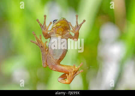 Treefrog europea, treefrog comune, Central European treefrog (Hyla arborea), arrampicata in corrispondenza di un pannello di vetro Foto Stock