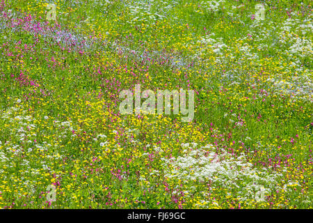 Fioriture colorate, Svizzera Schweizer Voralpen Foto Stock