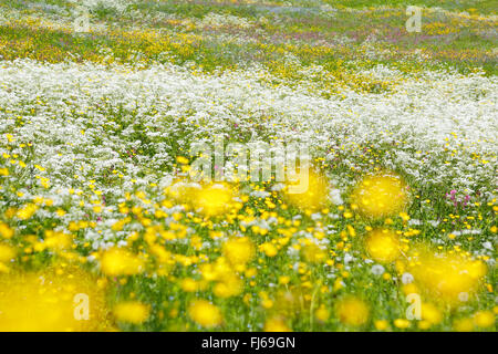 Fioriture colorate, Svizzera Schweizer Voralpen Foto Stock