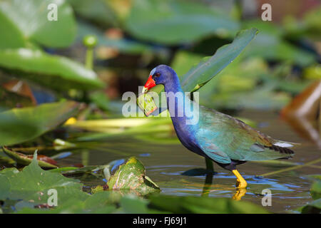 Pollo sultano, American pollo sultano (Gallinula Martinica, Porphyrula Martinica, Porphyrio Martinica), passeggiate sulle ninfee foglie, STATI UNITI D'AMERICA, Florida Everglades National Park Foto Stock