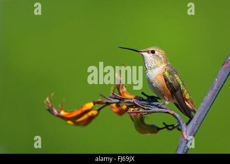 Rufous hummingbird (Selasphorus rufus), femmina si siede su un fiore, Canada, British Columbia, l'isola di Vancouver Foto Stock