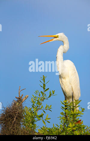 Airone bianco maggiore, Airone bianco maggiore (Egretta alba, Casmerodius Albus, Ardea alba), si erge su un albero chiamando, STATI UNITI D'AMERICA, Florida, Merritt Island Foto Stock