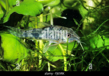 Blue leopard corydoras, chiazzato corydoras, pepati catfish (Corydoras paleatus), nuoto Foto Stock