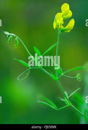 Prato peavine, meadow vetchling, giallo vetchling (Lathyrus pratensis), fioritura, in Germania, in Baviera, Oberbayern, Alta Baviera, Murnauer Moos Foto Stock