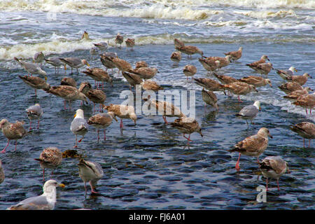 Aringa gabbiano (Larus argentatus), immaturi gabbiani reali presso la Dutch costa del Mare del Nord, Paesi Bassi Foto Stock