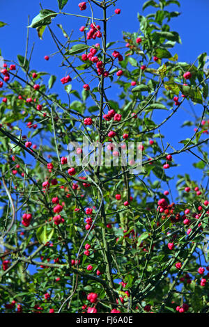 Mandrino europeo-tree (Euonymus europaea, Euonymus europaeus), il ramo con frutti, Germania Foto Stock