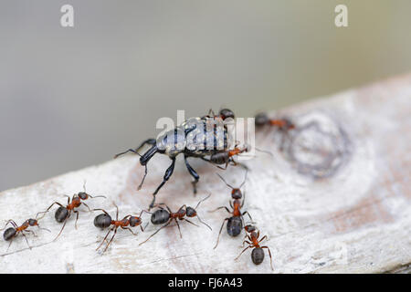 Curculione Cine, vitigno nero curculione, vitigno europeo curculione (Otiorhynchus sulcatus, Brachyrhinus sulcatus), combattuta da legno formiche, Austria, Tirolo Foto Stock