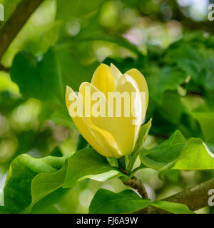 Magnolie (Magnolia x brooklynensis "Uccello Giallo', Magnolia x brooklynensis Uccello Giallo), fiori di cultivar uccello giallo Foto Stock