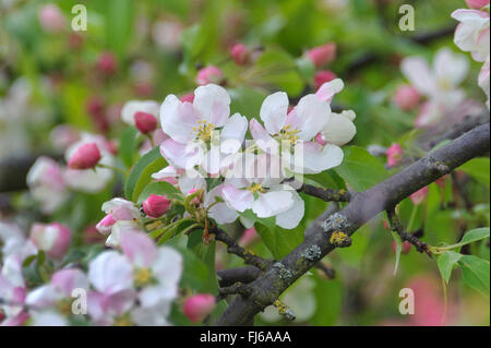 Apple ornamentali tree (Malus scheideckeri 'Rosso' Giada, Malus scheideckeri Giada rossa), cult8ivar Red Jade, Germania Foto Stock