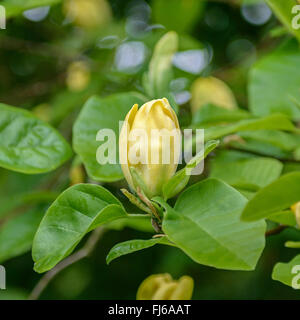 Magnolia, cetriolo (albero di Magnolia acuminati 'Moegi Dori', Magnolia acuminati Moegi Dori), flowerd della cultivar Moegi Dori Foto Stock