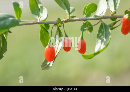 Wolfberry cinese, comune matrimonio vine Wolfberry (Lycium barbarum 'Turgidus', Lycium barbarum Turgidus), Goji bacche di cultivar Turgidus, Germania Foto Stock