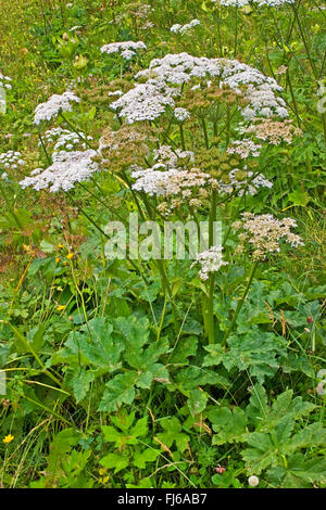 Mucca pastinaca, comune Hogweed, Hogweed, mucca americana-pastinaca (Heracleum sphondylium), fioritura, Germania Foto Stock