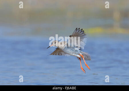 Comune (redshank Tringa totanus), atterraggio uccello adulto, vista laterale, Austria, Burgenland, Neusiedler See Parco Nazionale Foto Stock