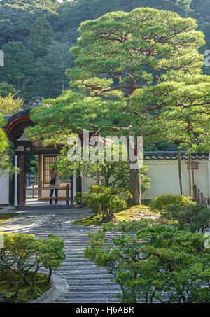 Rosso giapponese pine (Pinus densiflora), in un giardino giapponese, Giappone, Honshu, Kyoto Foto Stock