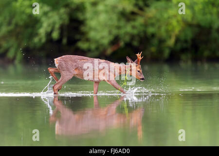 Il capriolo (Capreolus capreolus), giovani roebuck camminando attraverso acque poco profonde, Norvegia Foto Stock