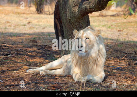 Lion (Panthera leo), leone bianco giacente all'ombra di un albero, Sud Africa Foto Stock