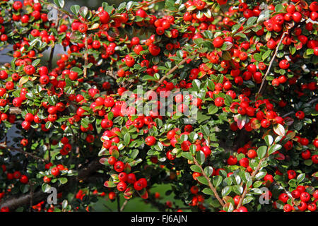 Rock cotoneaster (Cotoneaster horizontalis), con frutti rossi Foto Stock